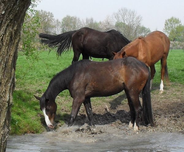 chevaux.jpg