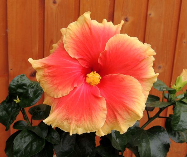 Hibiscus-rosa-sinensis.jpg