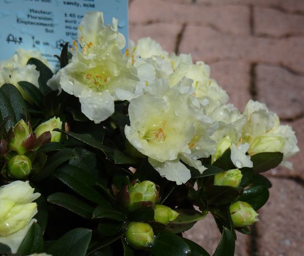 rhodo8