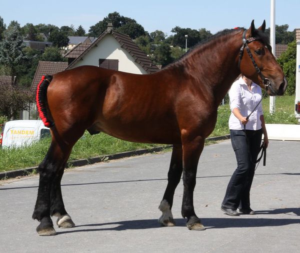 Cheval Cob photo Daniel WANTZ (16)