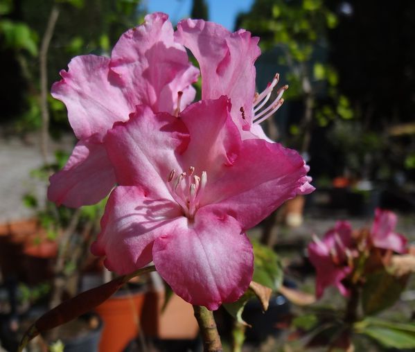 rhodo6