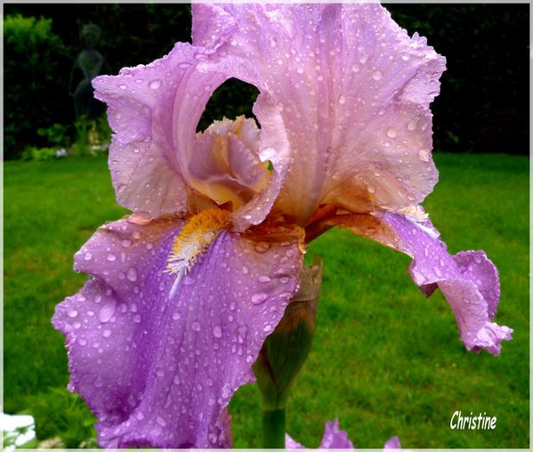 jardin002.jpg