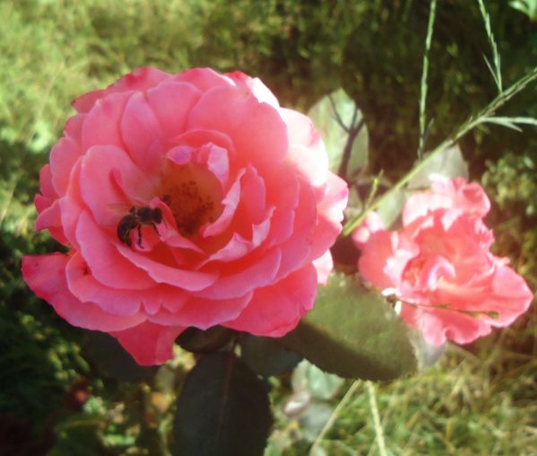 Roses et abeille.N°6115