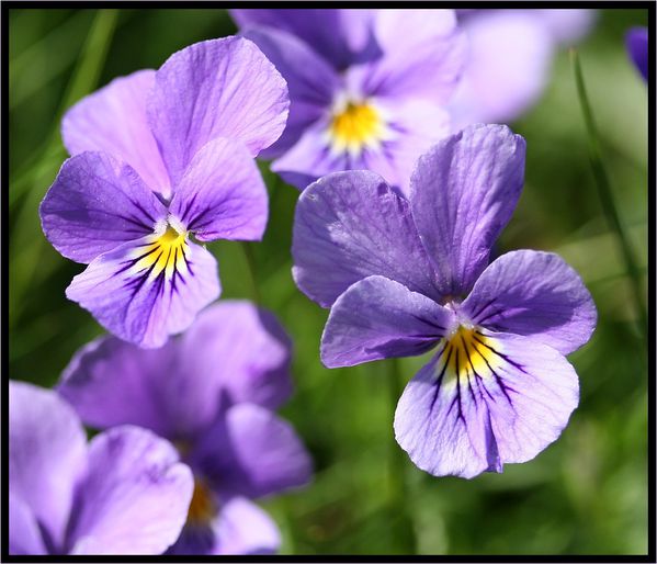 Violette ou pensée ? - Des fleurs à notre porte