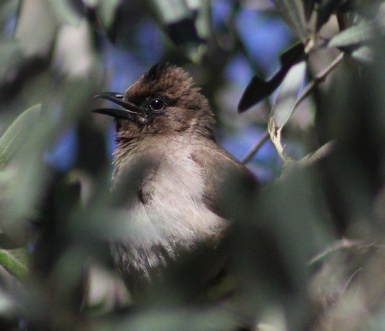 bulbul des jardins 12