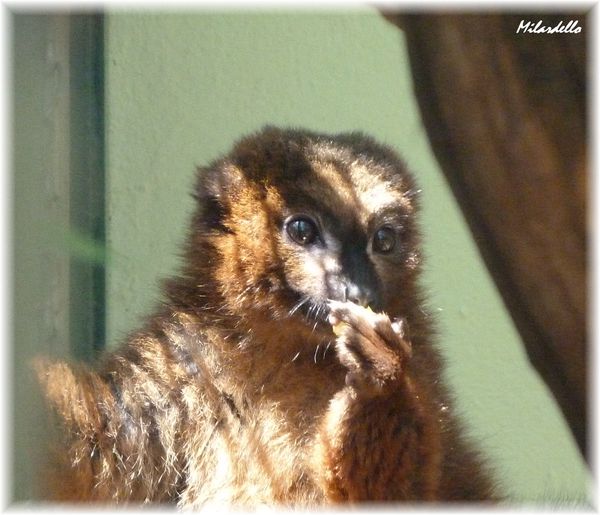lemur-a-ventre-roux-1.JPG