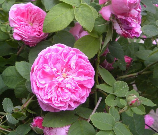 rosefripée2