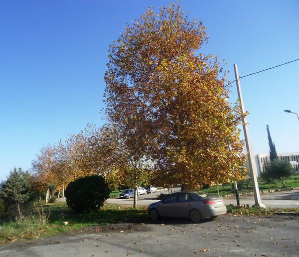 1-Platane-en-automne-N-2198.JPG