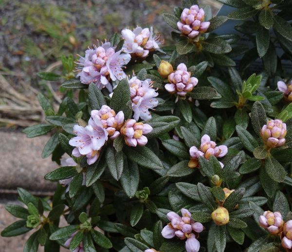 rhodo2