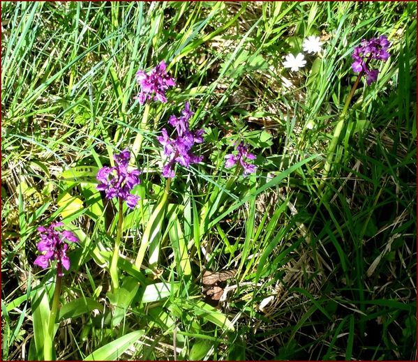 orchis-DSC05534.jpg