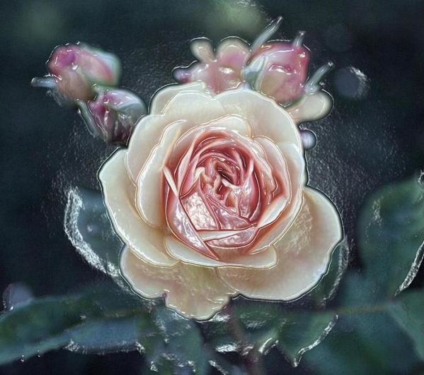 Rose Porcelaine...