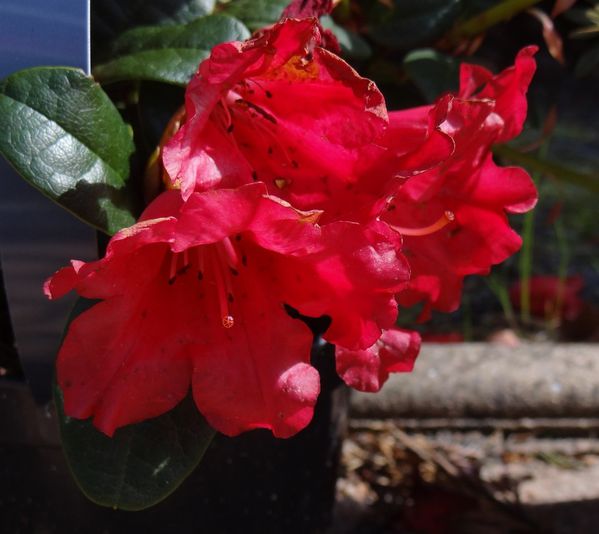rhodo5