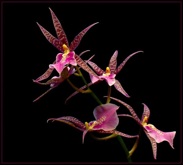 FIVE_ORCHIDS_by_THOM_B_FOTO.jpg