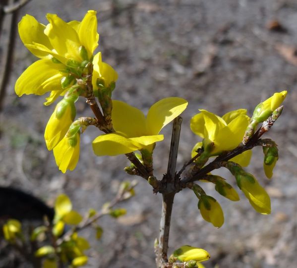 forsythia