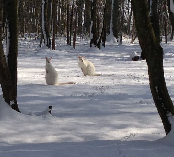 2013---01-copie-1.jpg