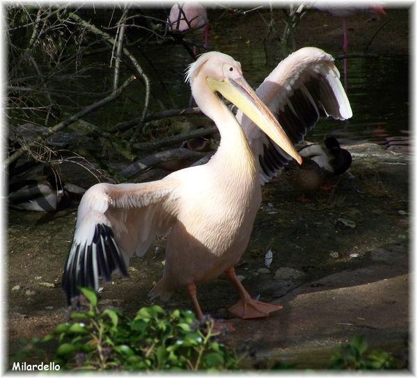 rm-pb-pelican-blanc-7.jpg