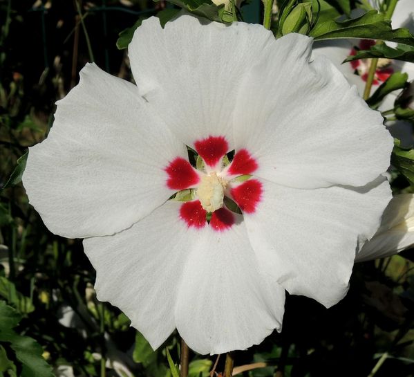 Hibiscus-syriacus-blanc.jpg