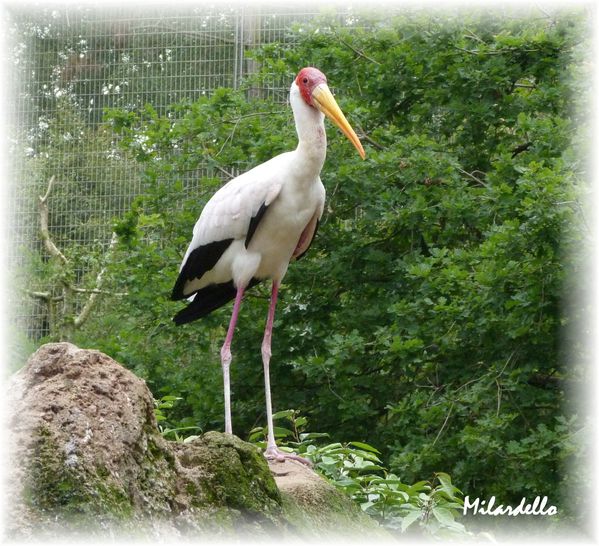 Tantale ibis 6
