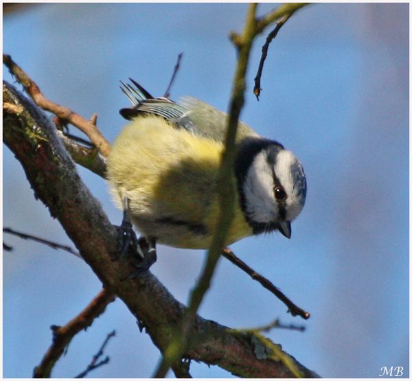 Oiseaux de mon jardin 5995