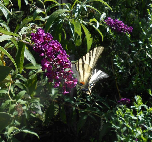 papillons-sur-buddleia-001.JPG