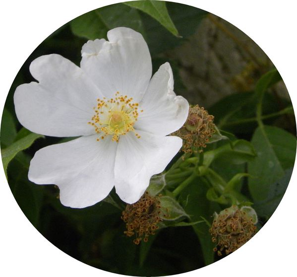roseblanche