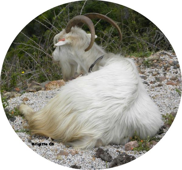 chèvres5