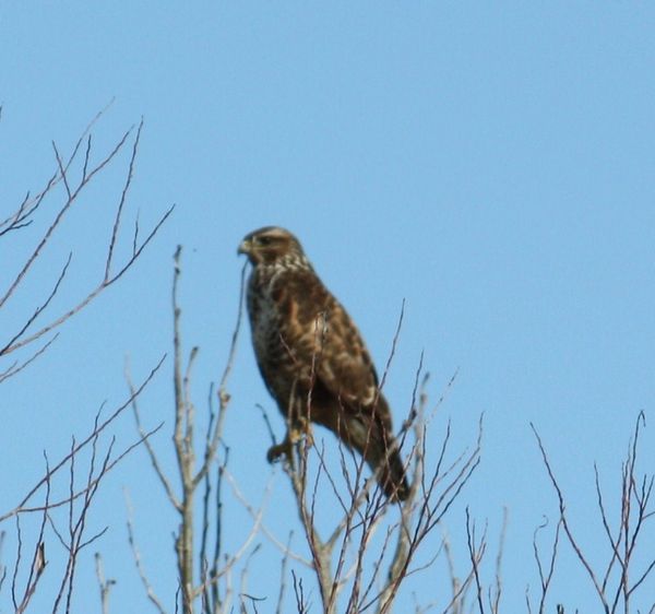 Aigle