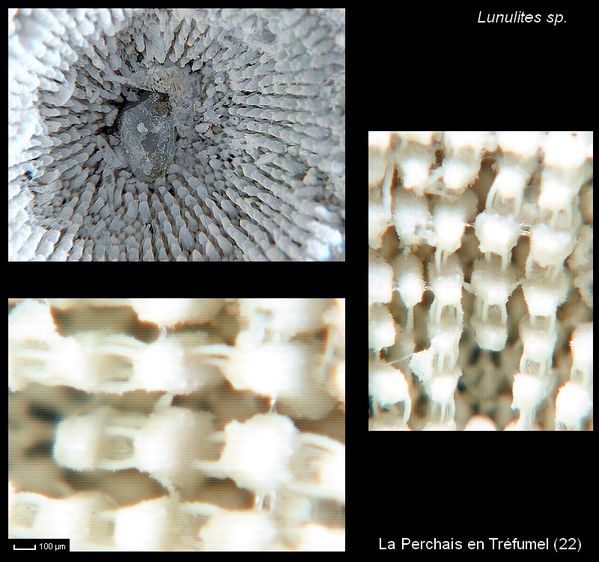 Discoporella détail planche