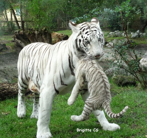 Les Bebes Tigres Blancs Et Leur Maman Une Bonne Nouvelle Par Jour Le Blog D Ecureuil Bleu