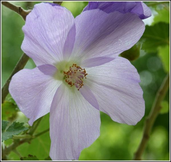 abutilon.jpg