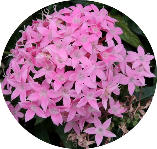 Pentas-rose.jpg