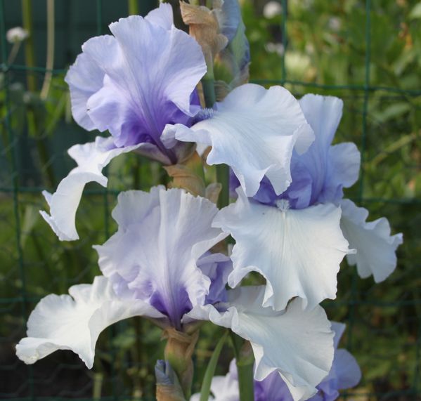 Iris-germanica--Coeur-d-Hiver-.jpg