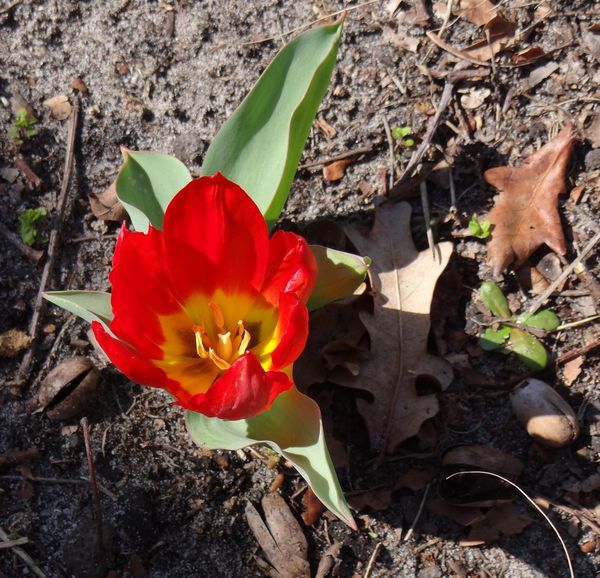 tulipe3