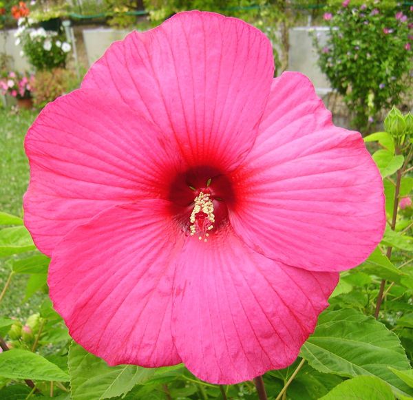 Hibiscus-moscheutos.jpg