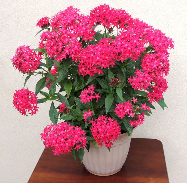 Pentas-rouge.jpg
