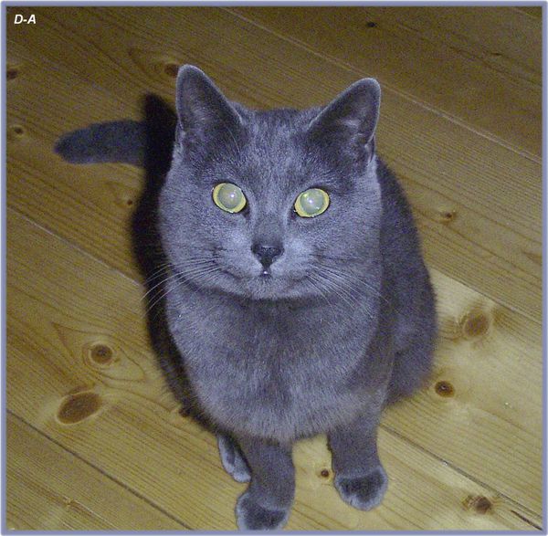 Gris Souris Pour Ce Beau Chartreux Le Blog De Lanourse