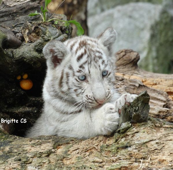 Les Bebes Tigres Blancs Au Zoo De Pessac Une Bonne Nouvelle Par Jour Le Blog D Ecureuil Bleu