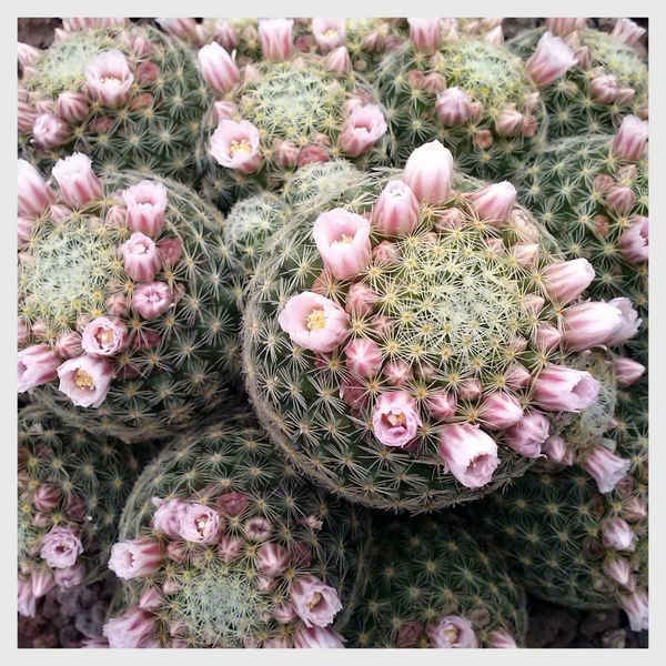 1-JARDIN EXOTIQUE