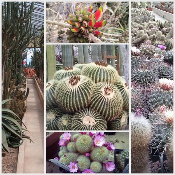 JARDIN EXOTIQUE-002
