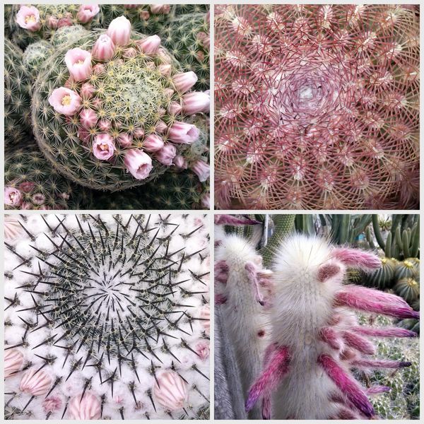 JARDIN EXOTIQUE