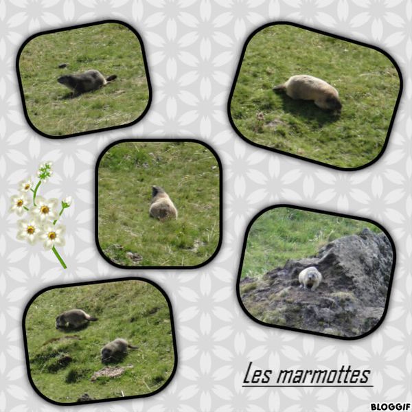 Les marmottes