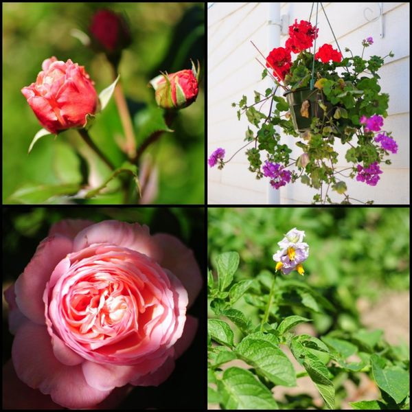 jardin-4.jpg