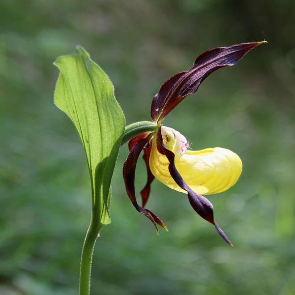 120528 Sabots de Vénus 067