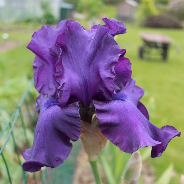 Iris germanica Titan's Glory