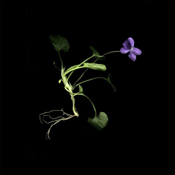 violette-02-copie---copie.jpg