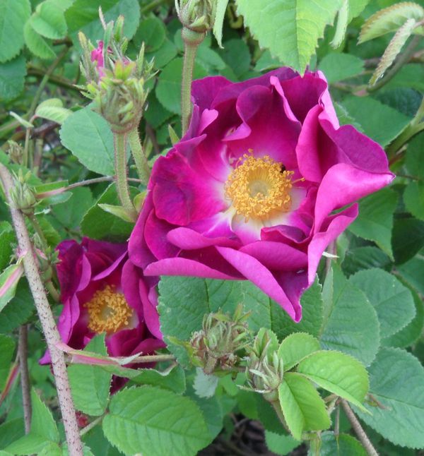 Rosa--Belle-sultane--1.jpg