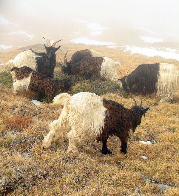 Cou noir du valais Par Westcoast Weezie