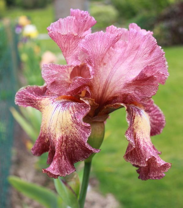 Iris germanica 'Beguine'