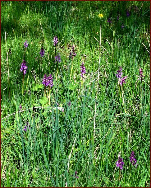 orchis-DSC05533.jpg