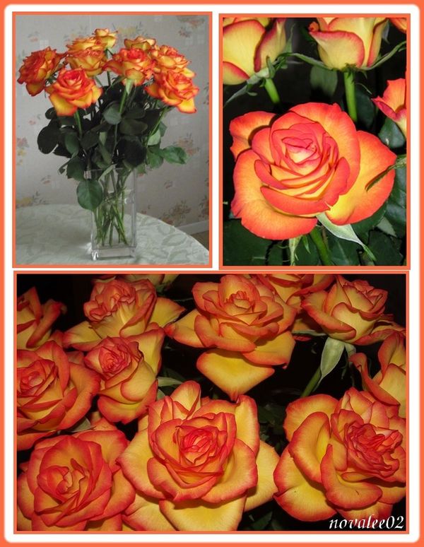 roses12 2010 1